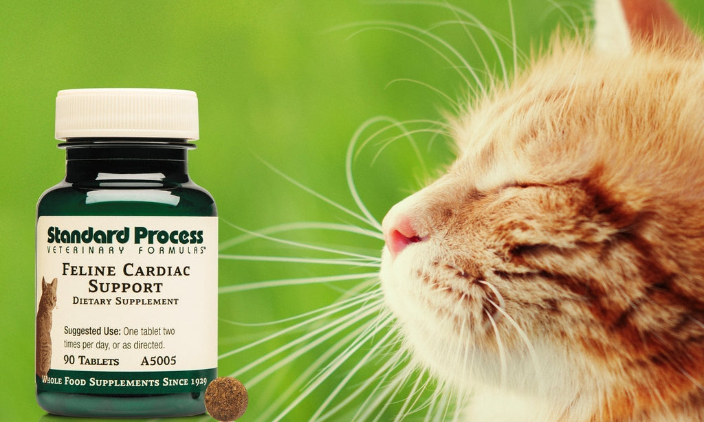 Feline Cardiac Support by Standard Process | Heart Health for CatsCats, Dr. Candy Akers, Heart Health, Standard Process