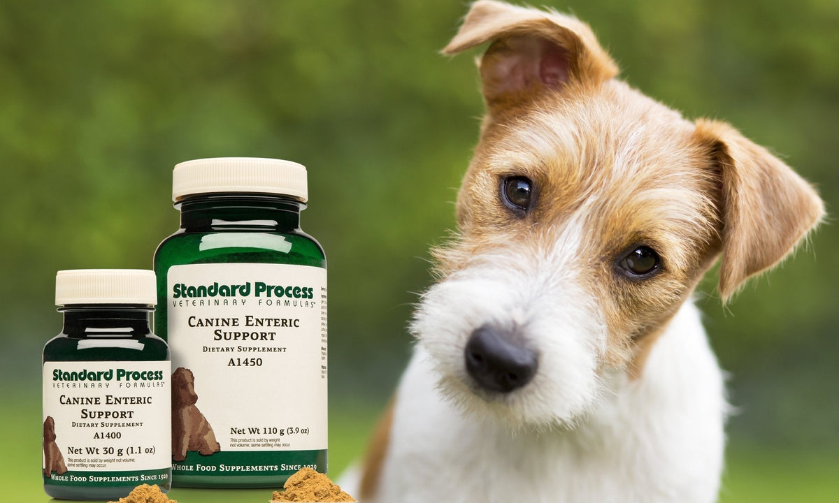 Canine store enteric support