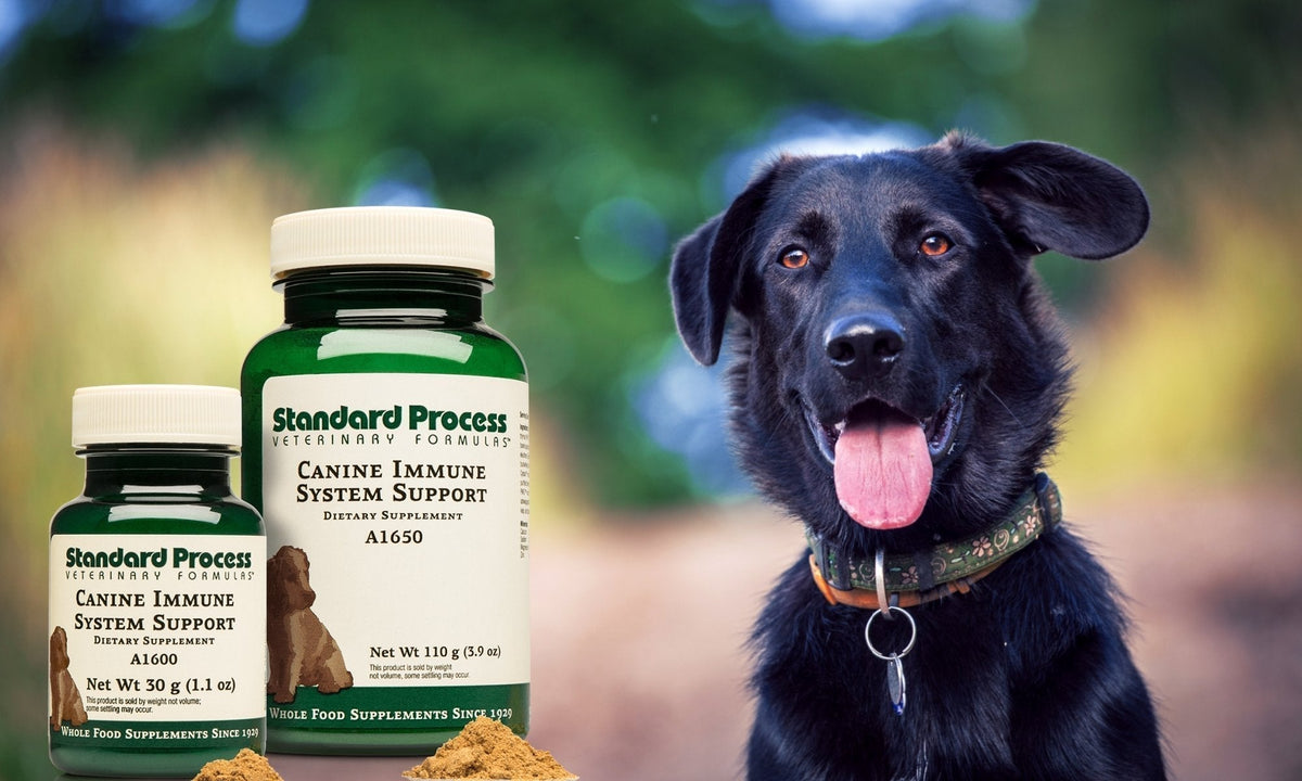 Canine shop immune support
