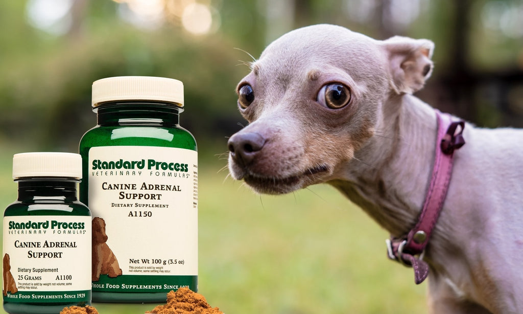 Canine Adrenal Support By Standard Process | Stress & Anxiety Support For DogsAdrenal Health, Dogs, Dr. Candy Akers, Stress & Anxiety