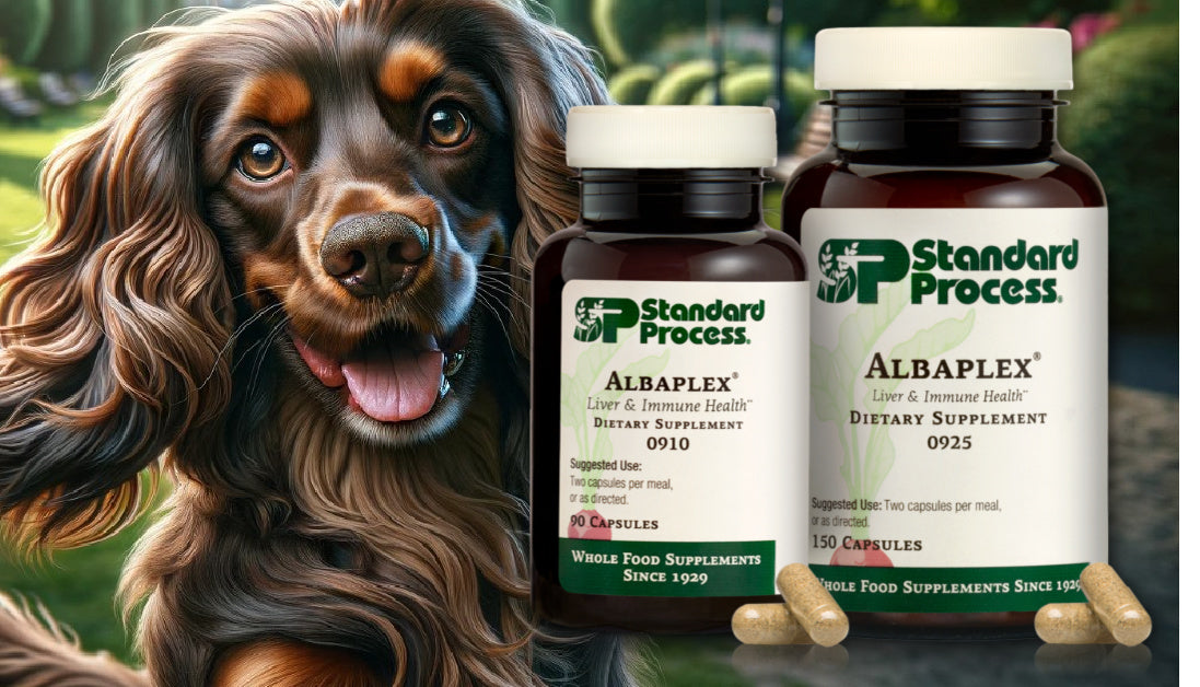 Understanding Albaplex® by Standard Process for Dogs Immune Boosting