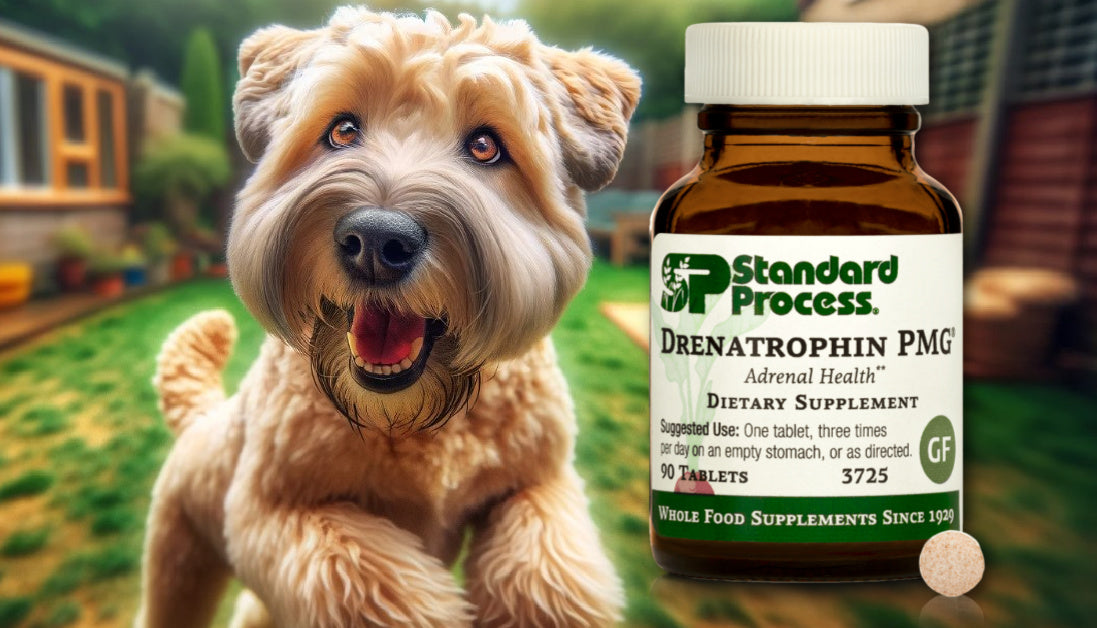 Drenatrophin PMG® by Standard Process for Dogs Stress and Adrenal Sup Journeys Holistic Life