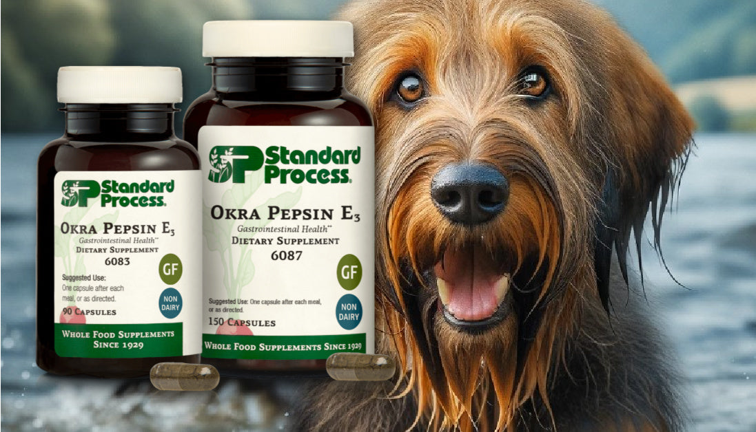 Okra Pepsin E3 by Standard Process for Dogs A Vet's Digestive Health