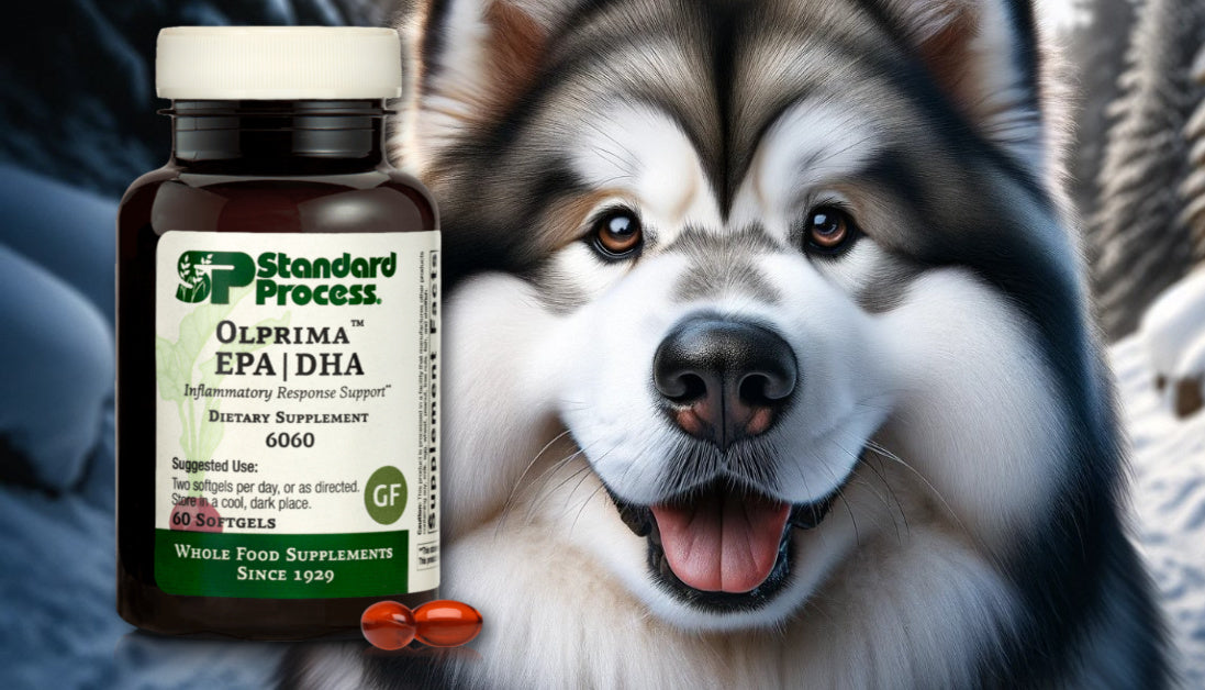 Olprima™ EPADHA by Standard Process for Dogs Comprehensive Omega Sup