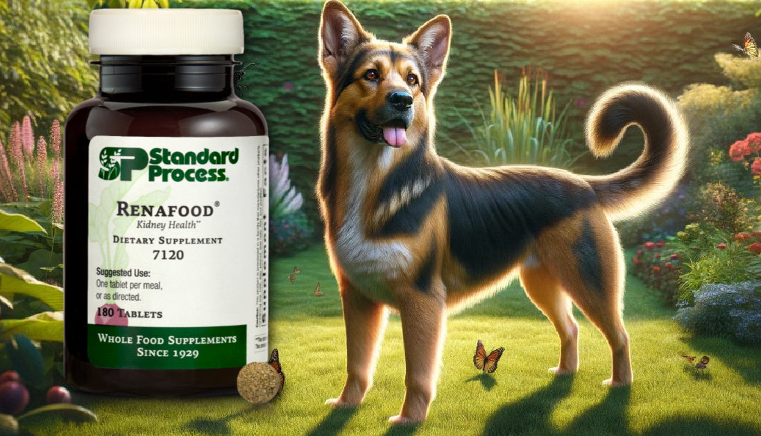 Renafood® by Standard Process for Dogs: Kidney Support and Health, Vet ...