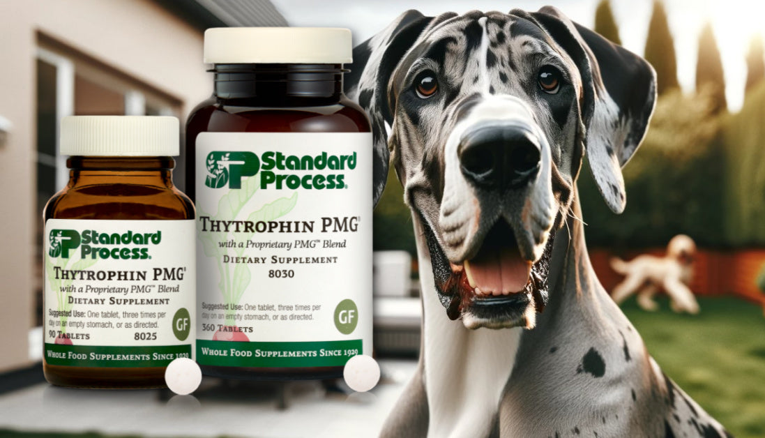 Thytrophin PMG® for Dogs by Standard Process Thyroid Function, Veteri