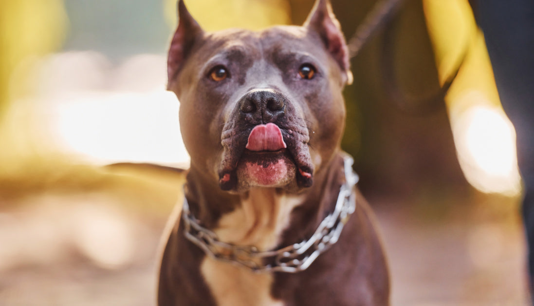 5 Dental Chews Perfect for Blue Pitbull Teeth (Top Vet Pick) Journeys