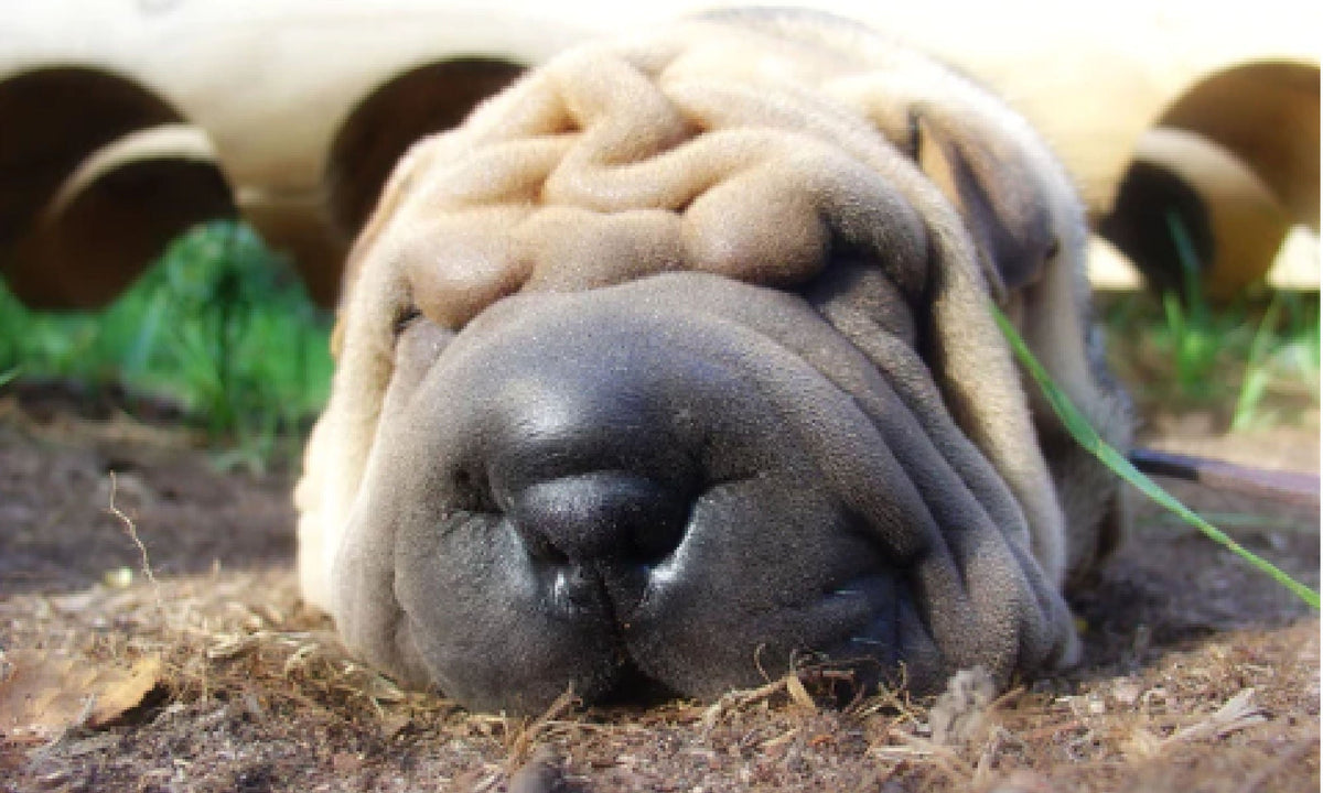 Best shampoo for shar pei hotsell