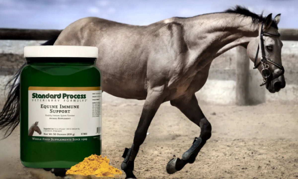 Standard Process Equine Immune System Booster Supplements Journeys
