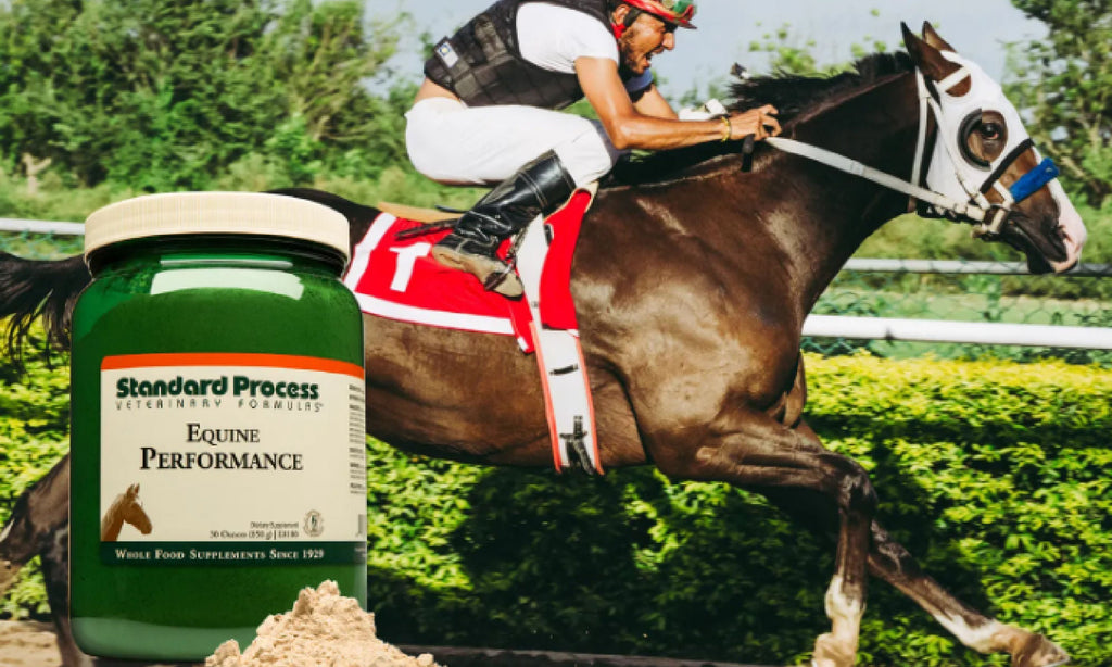 Standard Process Equine Performance - Train Harder, Recover FasterDr. Candy Akers, Horses, Standard Process