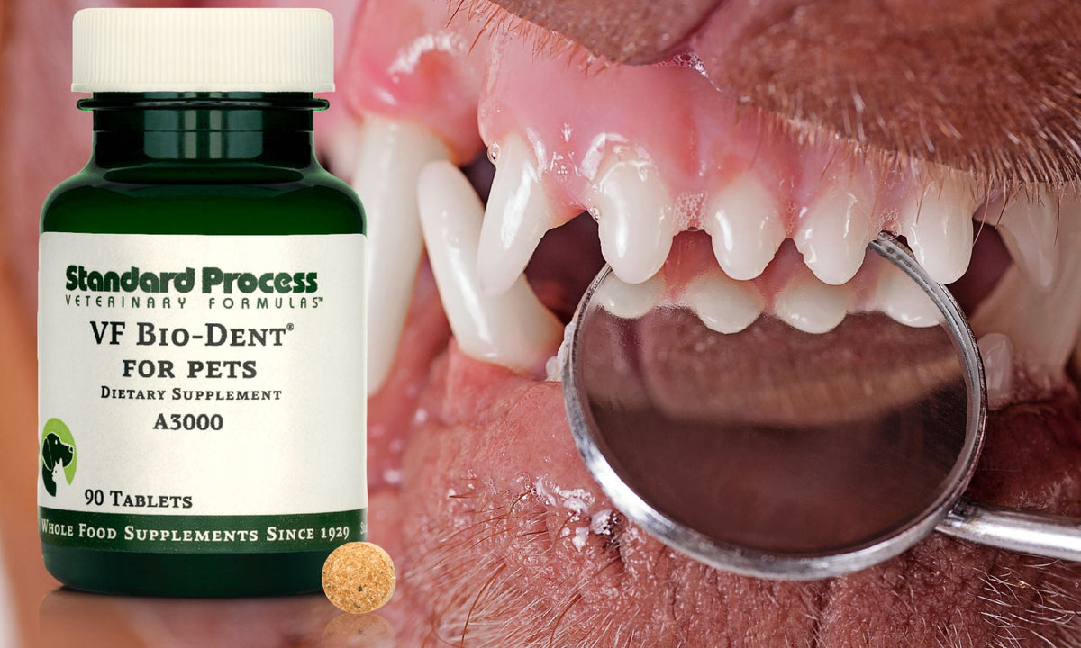 VF Bio-Dent for Pets- Standard Process- Vet Review, Uses, Side Effects –  Journeys Holistic Life