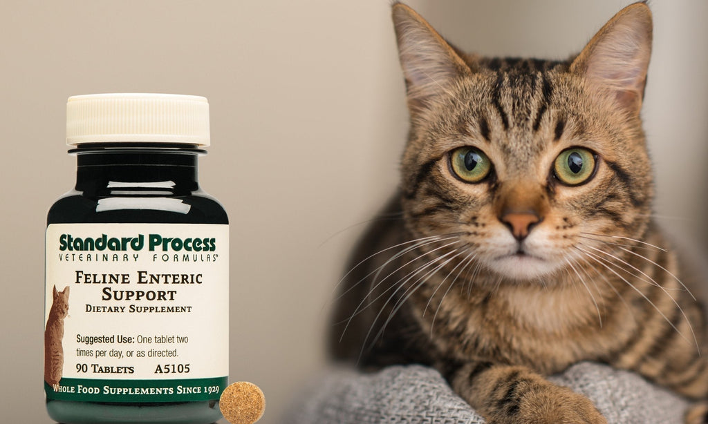 Feline Enteric Support by Standard Process | A Healthy GI System for Your CatCats, Digestion, Dr. Candy Akers, Standard Process