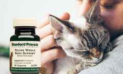 Feline Whole Body Support by Standard Process | Support Your Cat's Body Naturally