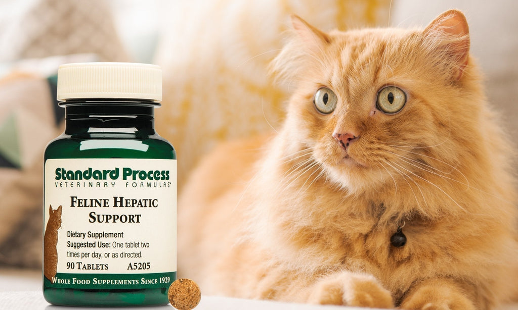 Standard Process Feline Hepatic Support | Natural Liver Health for Your CatCats, Detox & Purification, Dr. Candy Akers, Liver Health, Standard Process