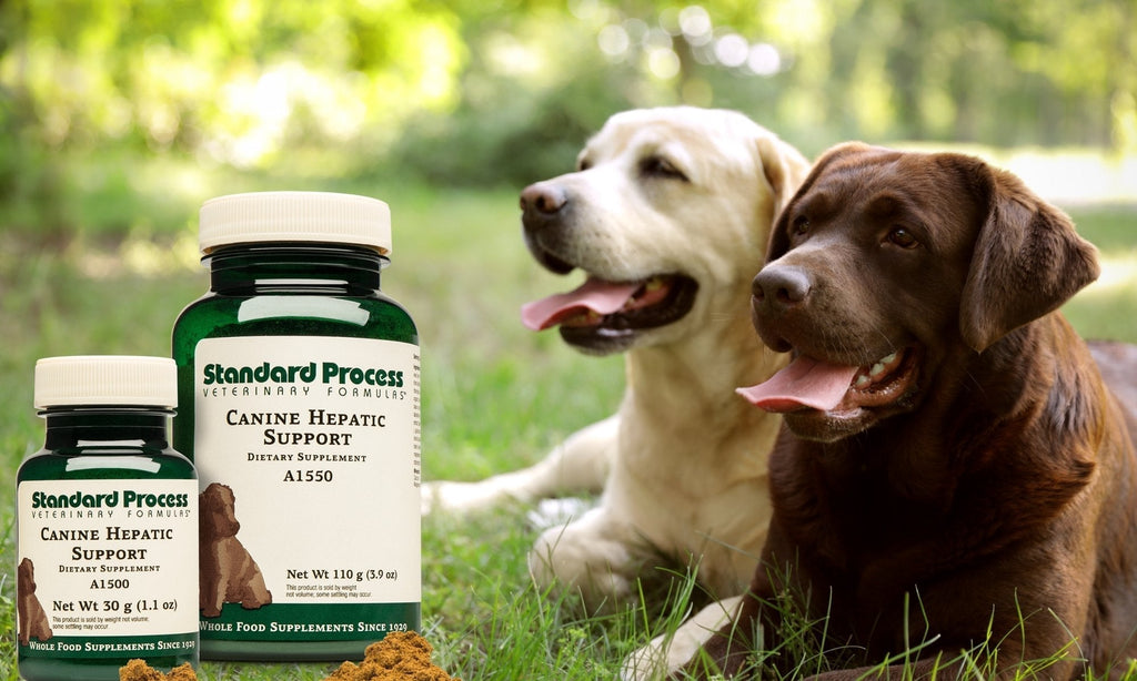 Canine Hepatic Support By Standard Process | Naturally Healthy Liver For DogsDogs, Dr. Candy Akers, Liver Health, Standard Process