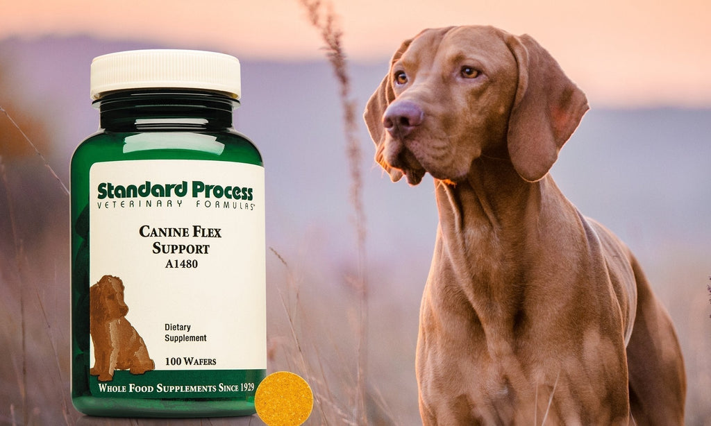 Standard Process Canine Flex Support | Natural Joint HealthDogs, Dr. Candy Akers, Mobility - Joints - Bones, Standard Process