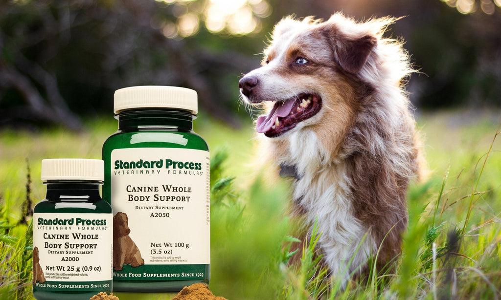 Canine Whole Body Support By Standard Process | Natural Whole HealthDogs, Dr. Candy Akers, Multivitamin, Standard Process