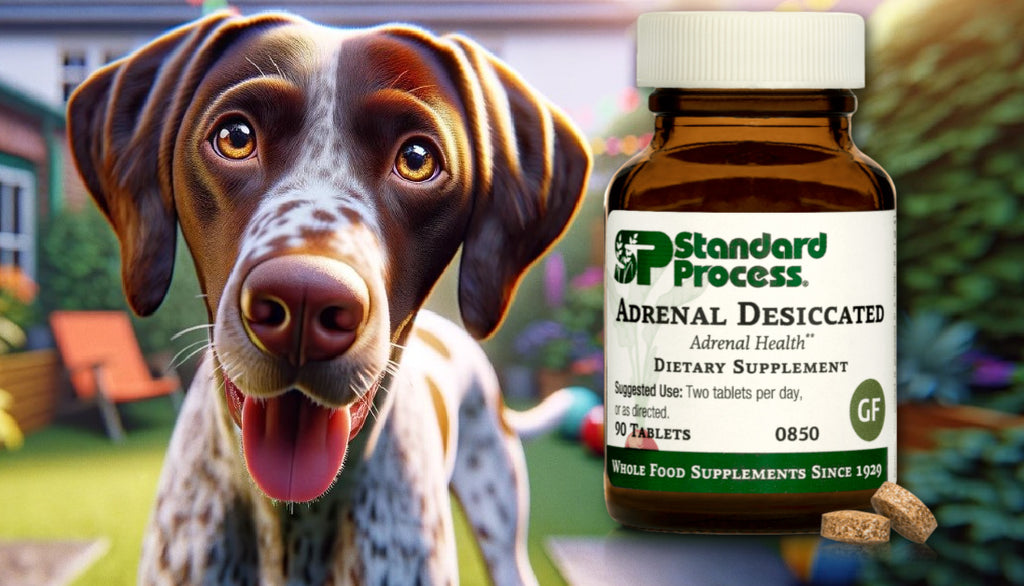 Unveiling Adrenal Desiccated by Standard Process for Dogs: Insights from Expert Vets on Adrenal Health