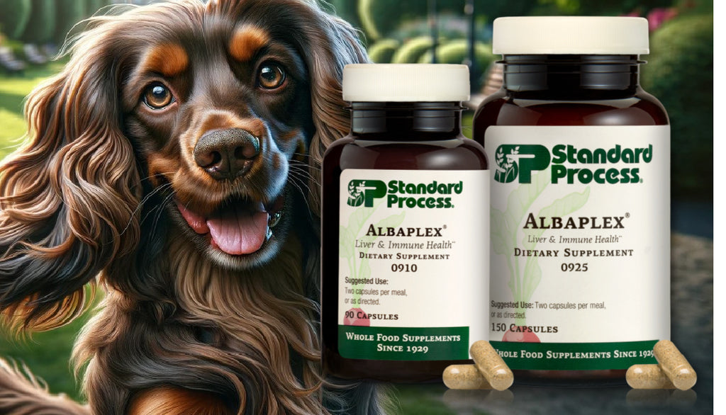 Understanding Albaplex® by Standard Process for Dogs: Immune Boosting from a Veterinarian's View