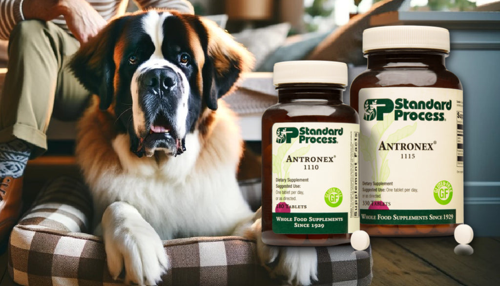 Antronex by Standard Process for Dogs: Why It's a Must for Allergy Relief