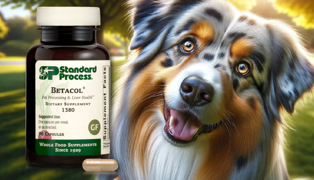 Betacol® by Standard Process for Dogs: In-Depth Vet Insights on Liver and Gallbladder Function