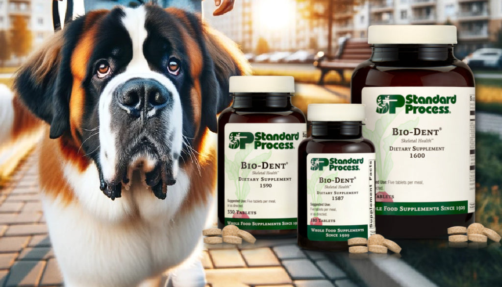 Bio-Dent® by Standard Process for Dogs: Revolutionize Your Pet's Dental Health