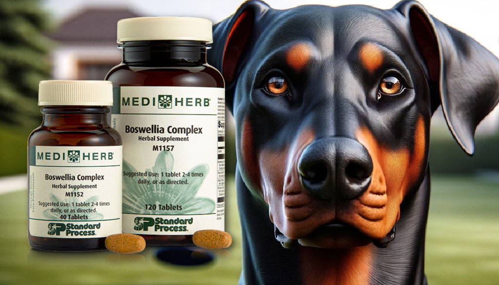 Boswellia Complex by MediHerb for Dogs: Joint Support, Vet's Guide