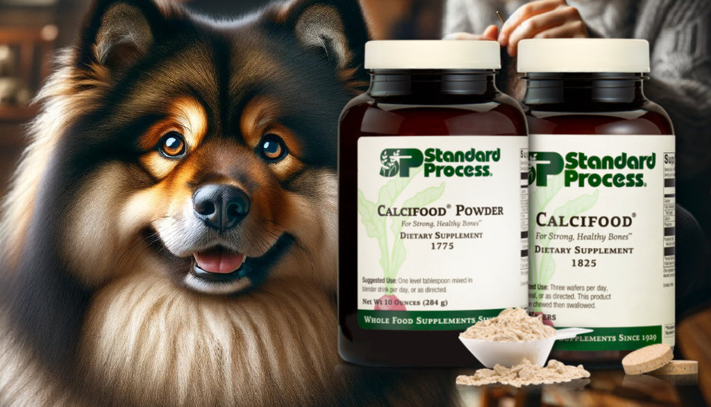 Calcifood® by Standard Process for Dogs: A Vet’s View on Enhancing Bone Health