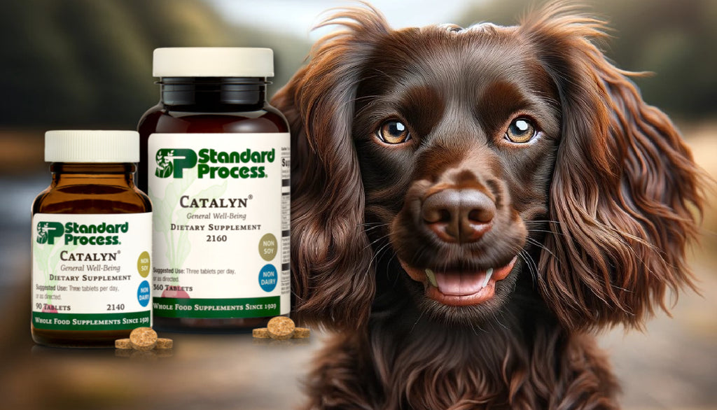 Catalyn® by Standard Process for Dogs: A Vet’s Comprehensive Review on Overall Wellbeing