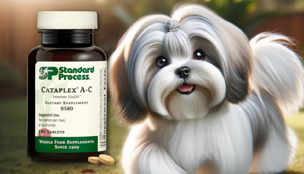 Insightful Veterinary Perspectives on Cataplex® A-C by Standard Process for Dogs: Immune and Skin Support