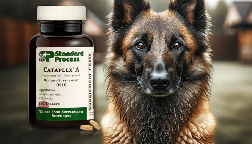 Cataplex® A by Standard Process for Dogs: Vision and Skin Health through a Vet's Lens