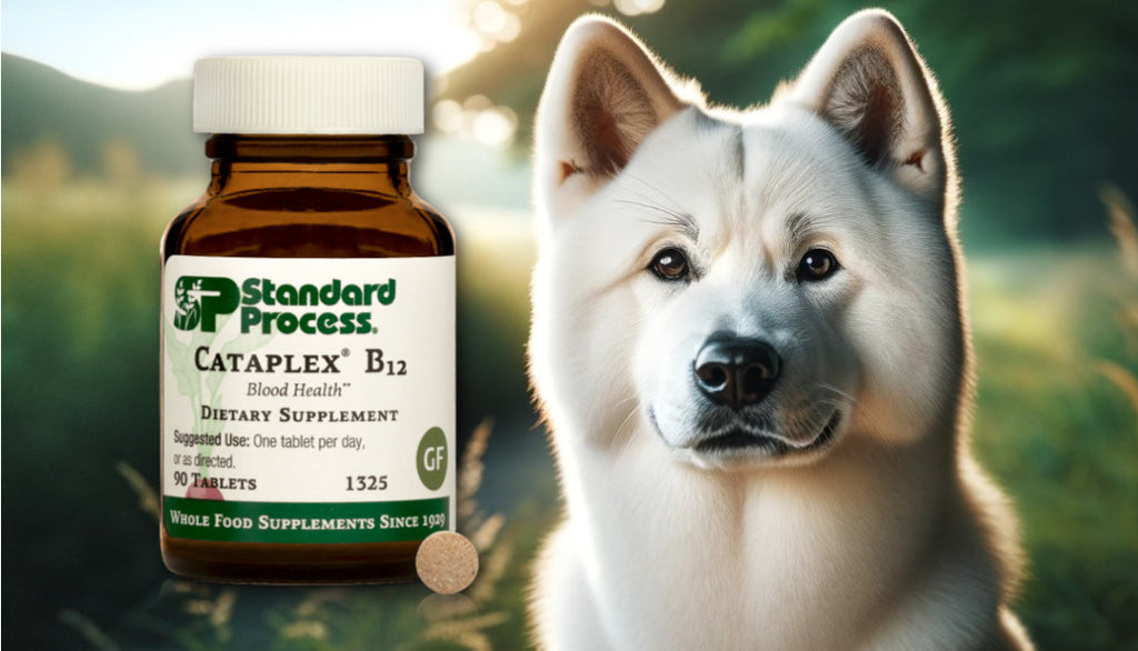 Cataplex® B12 by Standard Process for Dogs: Digestive and Nerve Support, Vet-Endorsed