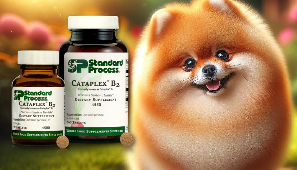 Enhancing Metabolic and Skin Health in Dogs: Insights on Cataplex® B2 by Standard Process from Vets