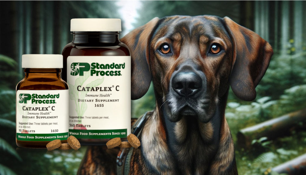 A Veterinarian’s View on Cataplex® C  by Standard Process for Dogs: Boosting Immune Health