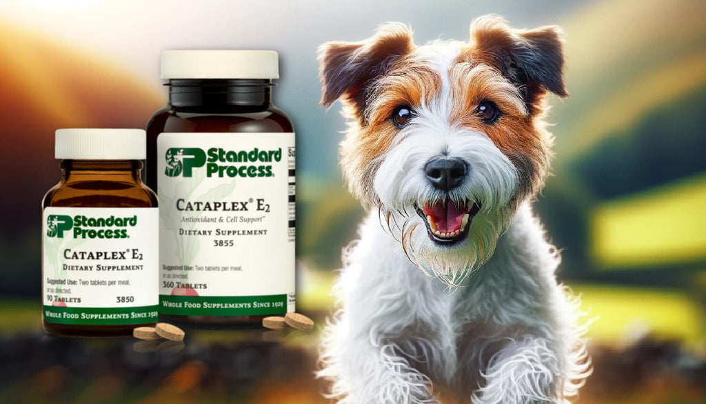 Cataplex® E2 by Standard Process for Dogs: A Veterinary Guide to Heart and Muscle Health