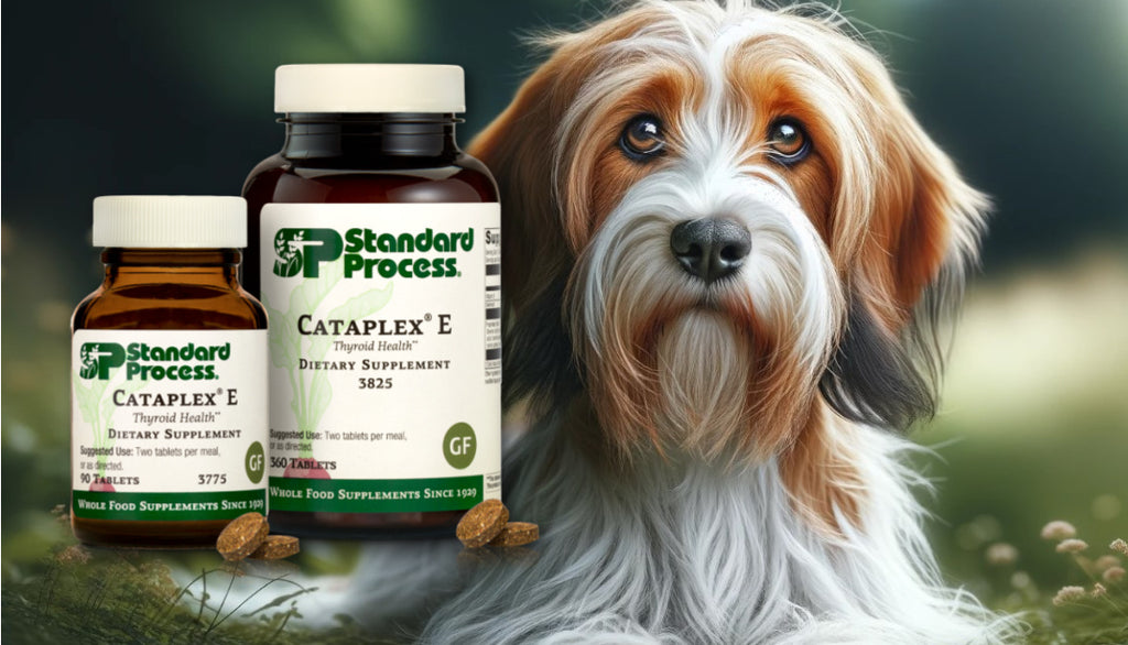 Promoting Reproductive and Vascular Wellness in Dogs: Cataplex® E by Standard Process, Vet-Endorsed