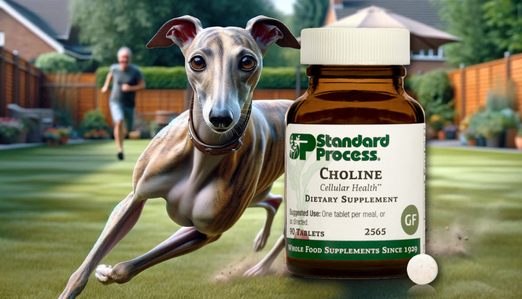 Choline by Standard Process for Dogs: Cognitive and Liver Health Insights from Veterinary Experts