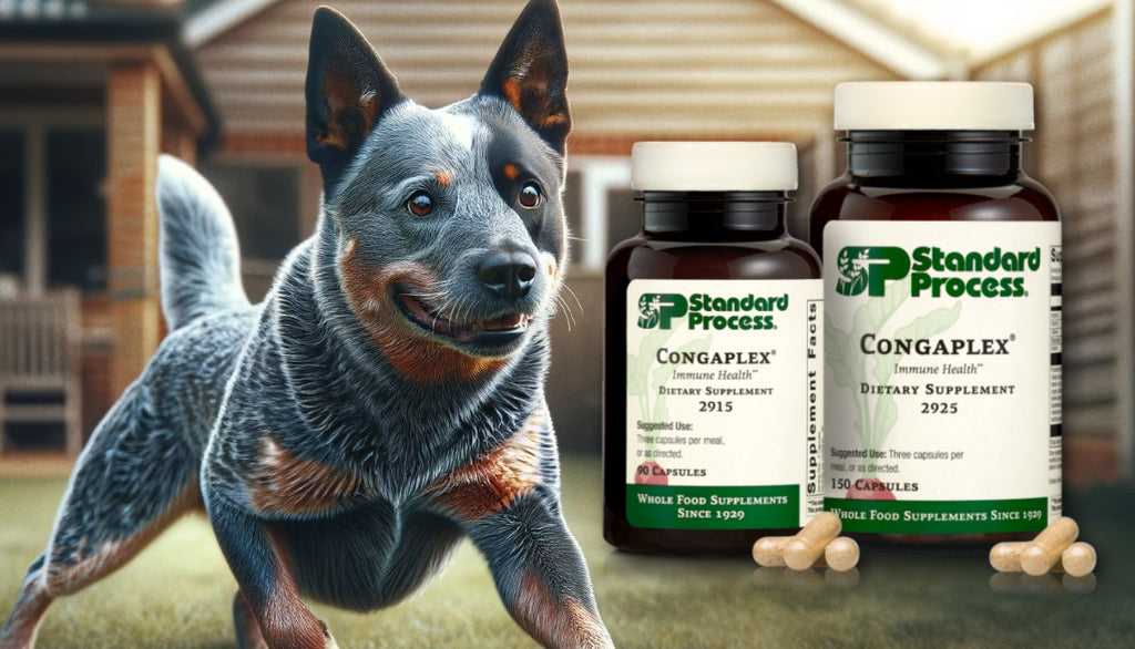 Congaplex® by Standard Process for Dogs: Resp & Immune Support By Vet