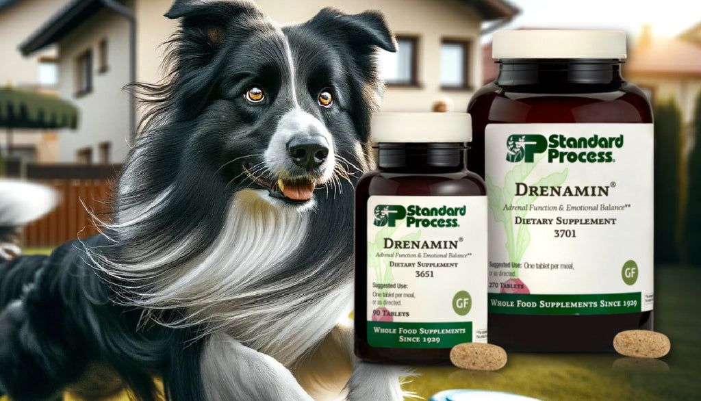 Drenamin® by Standard Process for Dogs: Veterinary Advice on Adrenal Health and Emotional Balance