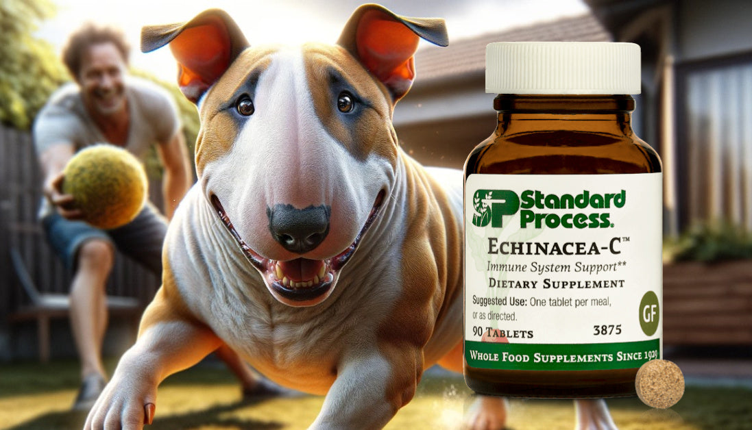EchinaceaC™ by Standard Process for Dogs Immune and Resp Vet’s Choi