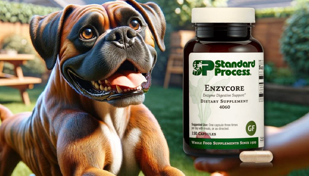 Enzycore by Standard Process for Dogs: A Veterinary Approach to Digestive Enzyme Support
