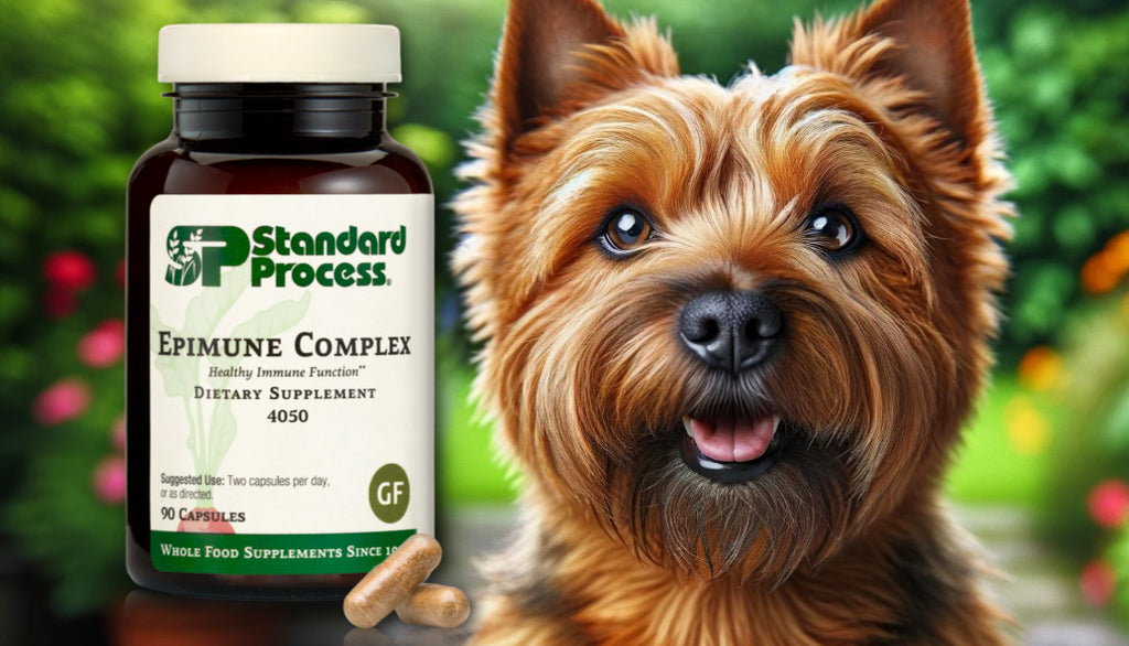 Epimune Complex by Standard Process for Dogs: A Vet’s Guide to Boosting the Immune System