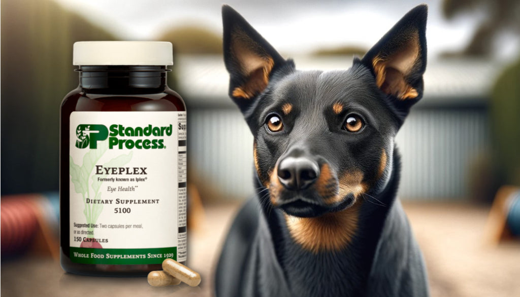 Eyeplex, Formerly Iplex® by Standard Process for Dogs: Eye Health and Vision, Vet-Endorsed
