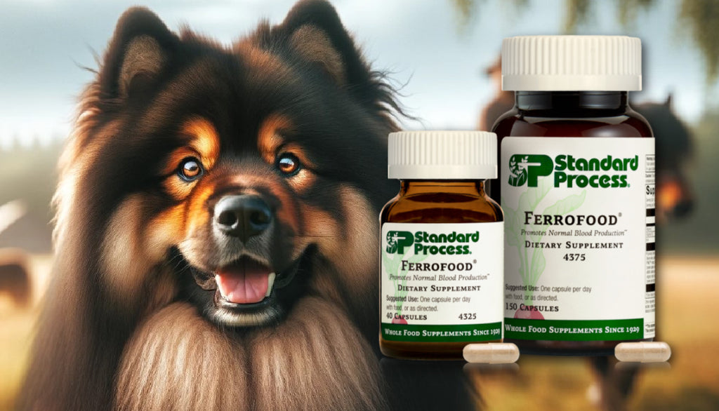 Ferrofood® by Standard Process for Dogs: Iron Support and Energy, Veterinary Insights
