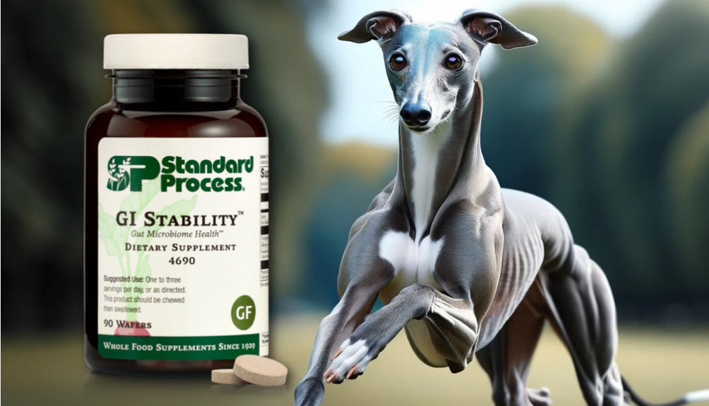 GI Stability™ by Standard Process for Dogs: A Veterinarian's Approach to Gastrointestinal Health