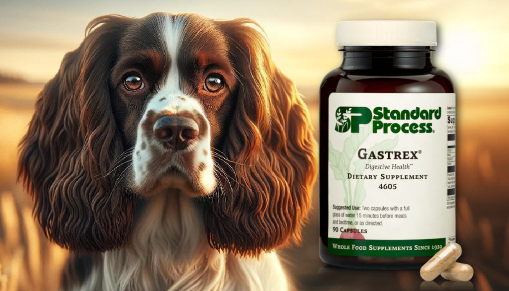 Gastrex® by Standard Process for Dogs: A Vet’s Digestive Health and Detoxification Guide