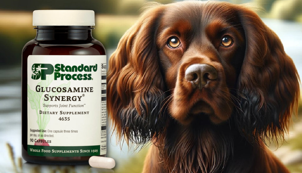 Glucosamine Synergy® by Standard Process for Dogs: Joint and Cartilage Support, Vet-Approved