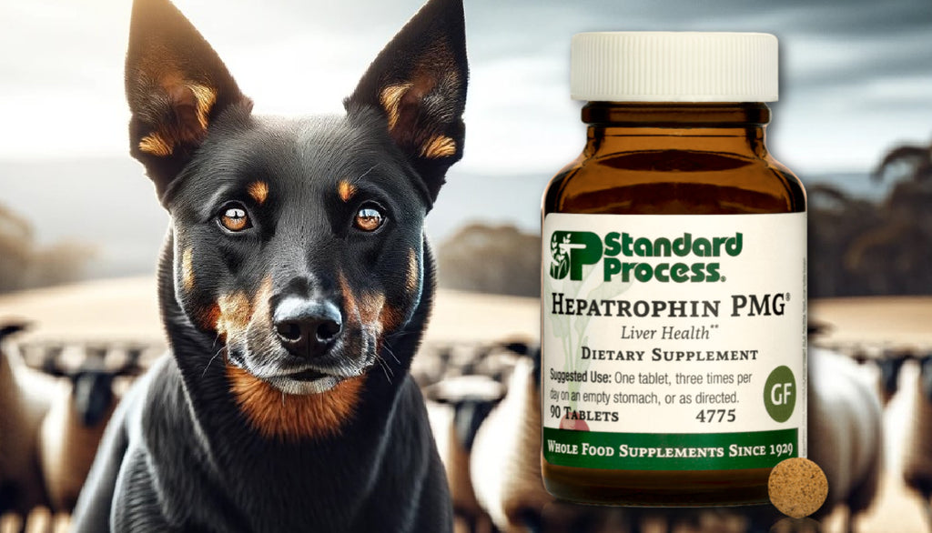 Hepatrophin PMG® by Standard Process for Dogs: Insights from Vets on Liver Function