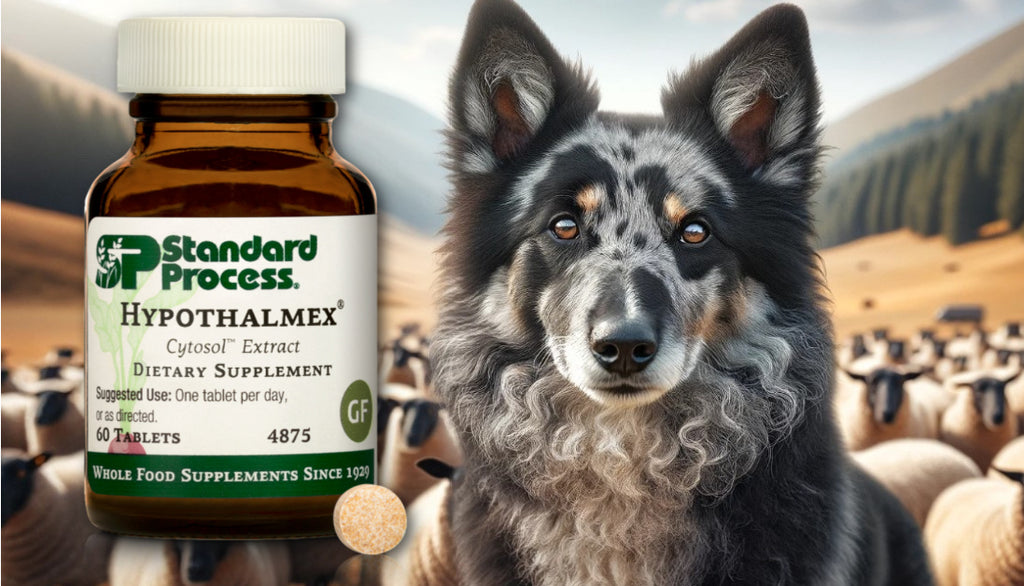 Hypothalmex® by Standard Process for Dogs: Healthy Hypothalamus Function, Vet-Endorsed