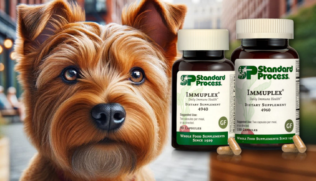 Immuplex® by Standard Process for Dogs: Expert Vet Insights on Immune System Support